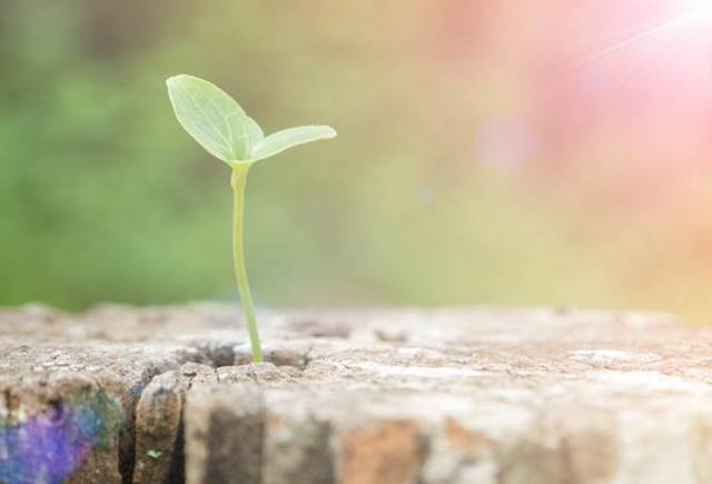 A green sprout growing from a tree stump

AI-generated content may be incorrect.